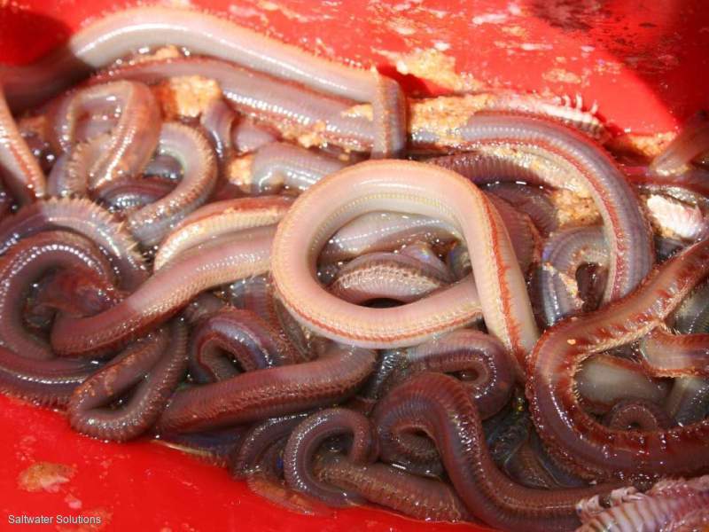 Beach Worm Licence Zone 1