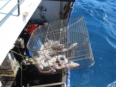 Class A - South Coast Line & Trap Managed Fishing Licence