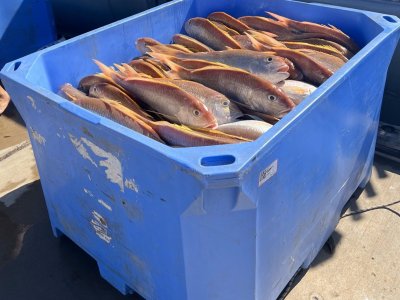 Pilbara Line Access Fishing Boat Licence
