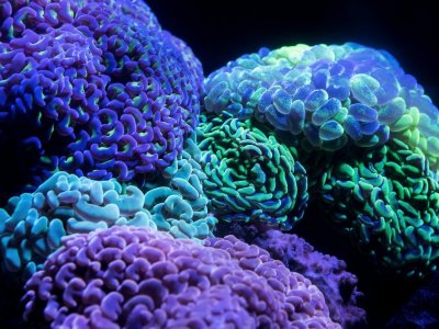 Coral Quota - FOR SALE