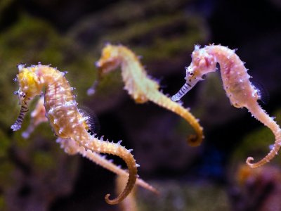 Marine Aquarium Species Base Licence - FOR SALE